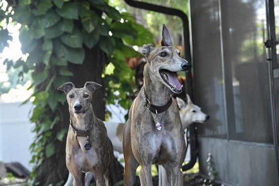 Alles dreht sich um Hunde: Giftköder ausgelegt, Polizeibeamte während einer Haltungsüberprüfung beleidigt