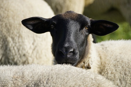 Wem gehören die vier herrenlose Rhönschafe bei der Einfahrt zur Kaserne bei Wildflecken?