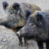 Wildschwein lief auf der B286 ins Auto – die anderen Tiere schafften es über die Straße