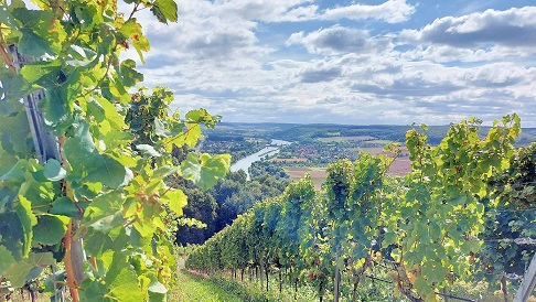 Sachbeschädigung im Weinberg: 2025 gibt´s wohl weniger Rebensaft vom „Dingolshäuser Köhler“