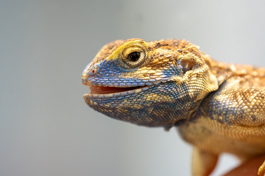 Neue Reptilienart in der Wilhelma in Stuttgart: Die Echse mit dem Biberschwanz