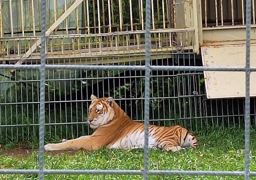 Circus Krone vor Weihnachten in Würzburg: PETA kritisiert Stadtverwaltung für Zulassung von Tierqual-Zirkusbetrieb