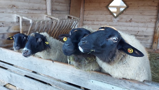 Fahr mal hin und schau´s mal an: Der Wildpark in Gersfeld mit vielen Tieren, die man füttern darf
