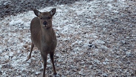 Wildunfälle mehren sich aktuell – Zeitumstellung als Gefahr für den Straßenverkehr – Die Polizei gibt Tipps