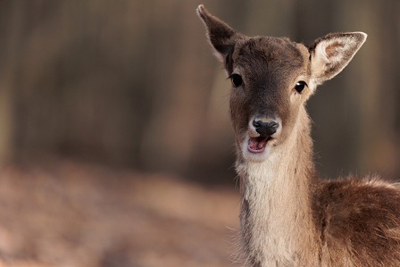 Hunde in Verdacht, Zeugen gesucht: Zum wiederholten male wurde ein Rehkitz gerissen