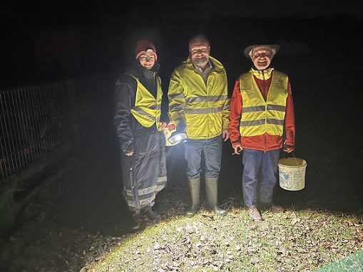 Hilfe für Frösche, Kröten und Molche auf Wanderung: Amphibienretter gesucht!