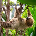 Bahn frei für Faultier Edeka im Amazonienhaus der Wilhelma in Stuttgart