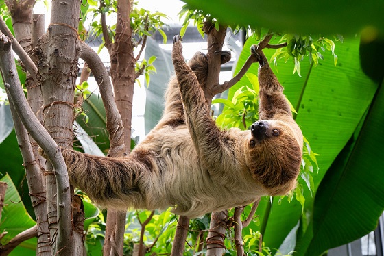 Bahn frei für Faultier Edeka im Amazonienhaus der Wilhelma in Stuttgart