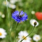 Verlässlichkeit geht anders: BUND Naturschutz beklagt Kürzungen beim Naturschutz