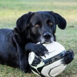 Tragisch: Weißer SUV erfasst einen noch vor Ort sterbenden Hund – und der Unfallverursacher flüchtet