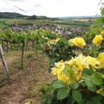 Lauf mal rum: Drei Mal tolles Panorama auf dem „Dreiorama“ rund um Michelau
