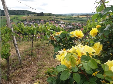 Lauf mal rum: Drei Mal tolles Panorama auf dem „Dreiorama“ rund um Michelau