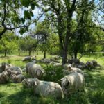 Artenschutz und Erhalt der biologischen Vielfalt: Vertragsnaturschutzprogramm fördert Landwirte