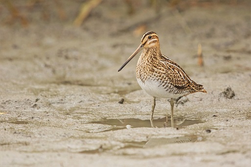 Die Vogelwelt am Hochreinsee: Naturbeobachtungen zwischen Knetzgau und Sand am Main