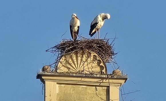 Bonnie & Clyde werden gestört: Drohnenflüge haben negative Auswirkungen auf die Störche auf dem Volkacher Diebenturm
