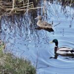 Die Frau war sogar unbekleidet: Sicherheitswacht stellt zwei Badende im Ententeich fest