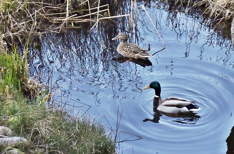 Die Frau war sogar unbekleidet: Sicherheitswacht stellt zwei Badende im Ententeich fest