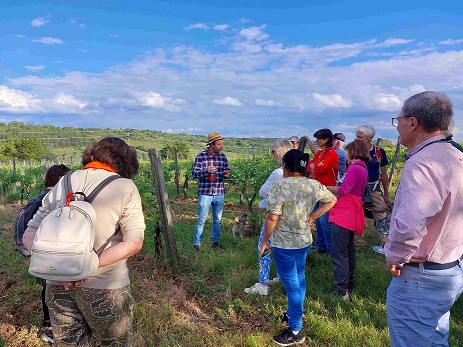 Kostenfreie Exkursion im Bio-Weinberg: Rundgang und Verkostung am Thüngersheimer Scharlachberg