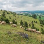 Das Juradistl-Lamm kommt gerne auf den Teller: Zu Ostern kulinarische „Natur-Schätze“ genießen
