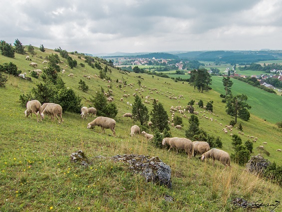 Das Juradistl-Lamm kommt gerne auf den Teller: Zu Ostern kulinarische „Natur-Schätze“ genießen