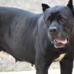 Alkoholisierter 53-jähriger Mann verliert Kontrolle über Kampfhund: Polizei bringt das Tier im Heim unter