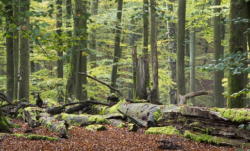 Zum Internationalen Tag des Waldes: Schutz der alten Buchenwälder im Steigerwald – wichtiger denn je – als internationale Verantwortung!