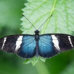 Prächtige Neuzugänge: Wilhelma übernimmt Schmetterlinge aus dem Botanischen Garten München-Nymphenburg