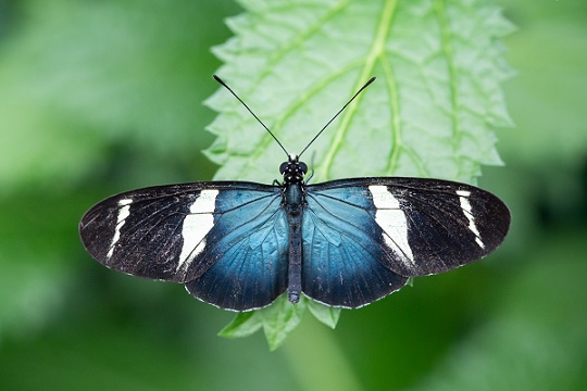 Prächtige Neuzugänge: Wilhelma übernimmt Schmetterlinge aus dem Botanischen Garten München-Nymphenburg