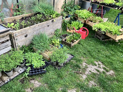 Zeit für eigenes Gemüse: Seminarreihe „Nachhaltig Leben“ in Kleinmünster gibt Einblicke in die Permakultur