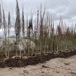 „Wir machen‘s uns grüner“: Umfangreiche Baumpflanzungen im Bad Kissinger Stadtgebiet