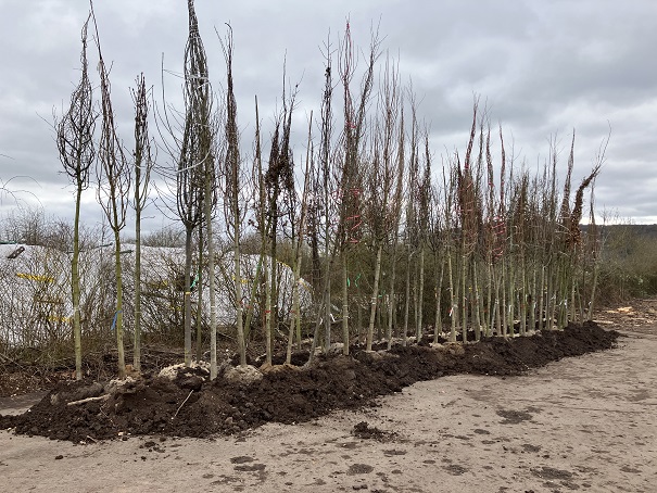 „Wir machen‘s uns grüner“: Umfangreiche Baumpflanzungen im Bad Kissinger Stadtgebiet