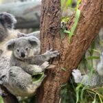 Gestatten? Borobi und Jimbelung: Die beiden jungen Koalas in der Wilhelma haben einen Namen