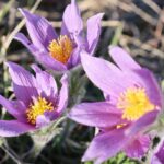 Fahr mal hin und schau´s mal an: Eine Runde auf den Gipshügeln bei Küchenschellenhausen