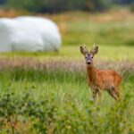 Ein eher etwas ungeöhnlicher Zusammenstoß: Zweiradfahrerin kollidiert mit Reh