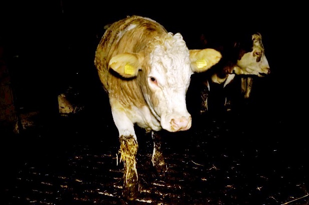 PETA veröffentlicht zugespieltes Videomaterial: Kotverdreckte und krank wirkende Rinder im Familienbetrieb von Günther Felßner