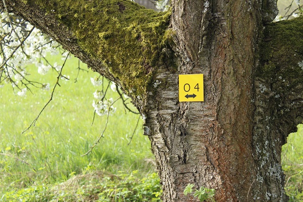 Offizielle Eröffnung: Wanderung auf der neuen Steigerwald-Runde „Ruine Scharfeneck“ in Oberscheinfeld