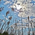 Lauf mal herum: Der verwunschene Weg zwischen Grafenrheinfeld und Schwebheim – VIELE FOTOS!