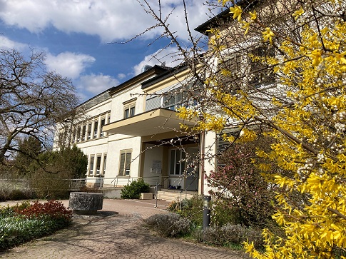 Vor den Umbauarbeiten im ehemaligen Krankenhaus Hofheim: Lebensbaum wird „umgepflanzt“