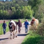 Ein Almabtrieb mitten in Unterfranken und im Frühjahr: Wenn in Serrfeld zwei Kühe auf die Sommerwiesen laufen