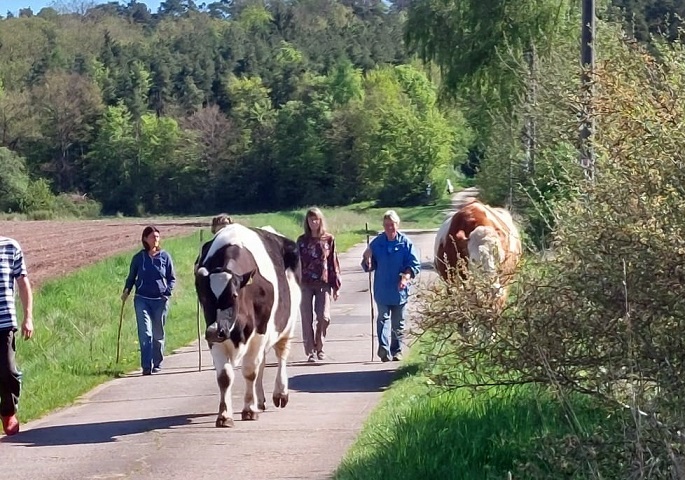 Ein Almabtrieb mitten in Unterfranken und im Frühjahr: Wenn in Serrfeld zwei Kühe auf die Sommerwiesen laufen