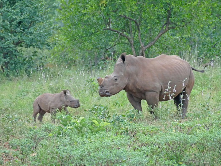 Vortrag von Autor und Journalist Hans Helmreich – Artenschutz in Zoos & der freien (?) Natur
