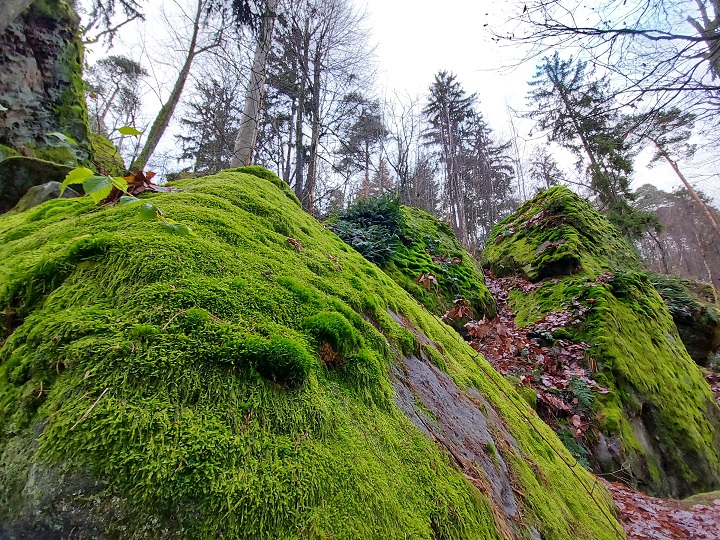 Der Diebskeller im Wald: Wo einst drei geklaute Pferde versteckt gewesen sein sollen – MIT VIELEN FOTOS!