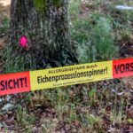 Das leidige Thema Eichenprozessionsspinner: Stadt Schweinfurt trifft Vorkehrungen zum Schutz gegen gesundheitsgefährdende Raupen