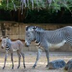 Nachwuchs bei den Grevyzebras in der Wilhelma: Ein Fohlen mit schwarz-weißen Streifen