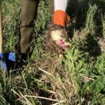 Gemeinsame Aktion gegen invasive Pflanzenart: Untere Naturschutzbehörde warnt vor dem Riesen-Bärenklau