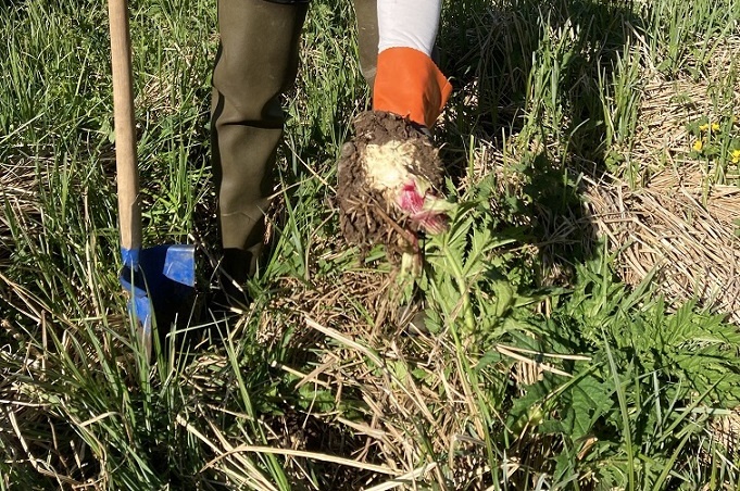 Gemeinsame Aktion gegen invasive Pflanzenart: Untere Naturschutzbehörde warnt vor dem Riesen-Bärenklau
