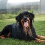 Hund beißt Landwirt: Die Streitigkeit über einen Parkplatz endet im Krankenhaus