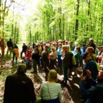 Infos zum internationalen Tag des Baumes: In welchem Zustand ist der Wald?