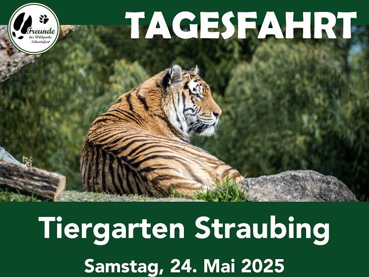 Löwen und Äffchen im alten Baumbestand: Wie wär´s mit einem Ausflug in den Straubinger Zoo?