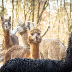Nach einem Einbruch in den Wildpark Sommerhausen nimmt die Polizei kurz nach der Tat zwei Verdächtige vorläufig fest